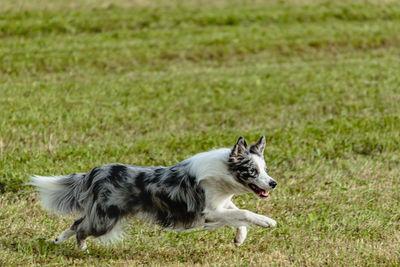 Border collie dog running and chasing coursing lure on green field