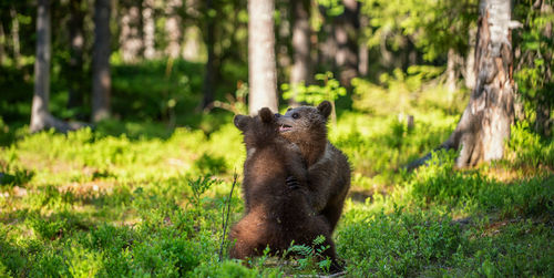 Gorilla sitting on land in forest