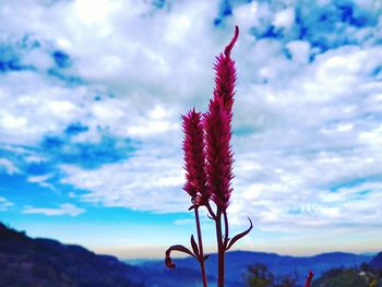 Close-up of red flower against sky