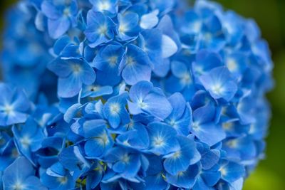 Close-up of blue hydrangea flowers