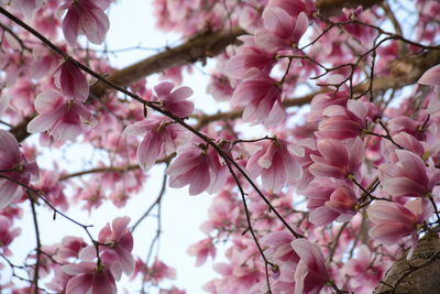 Low angle view of magnolia tree