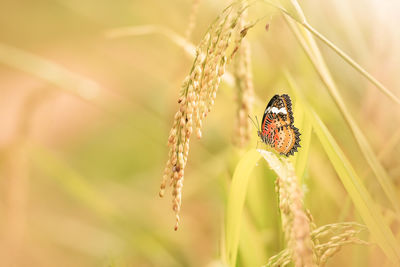 Close-up of insect on flower