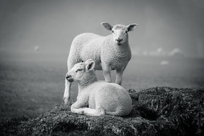 Portrait of sheep on field