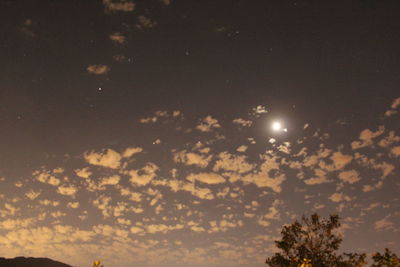 Low angle view of silhouette trees against sky at night