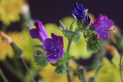 Close-up of purple flowering plant