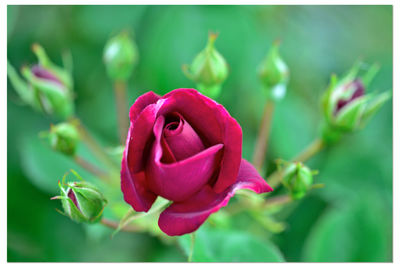 Close-up of pink rose flower