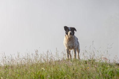 Portrait of dog standing on field