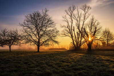 Bare trees on field against sky during sunset