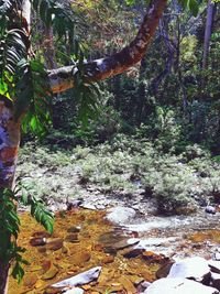 Plants growing in forest