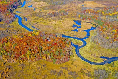 High angle view of multi colored trees on landscape