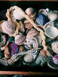 Close-up of seashells