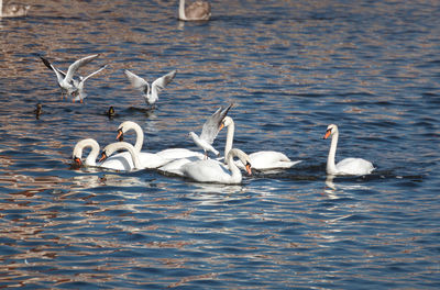 Swans swimming in lake