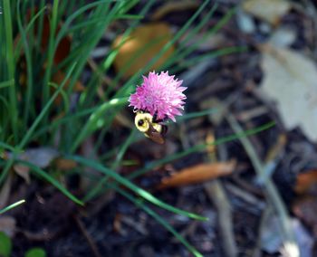 Close-up of insect on purple thistle flower