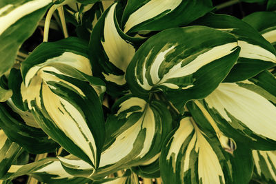 Full frame shot of green leaves