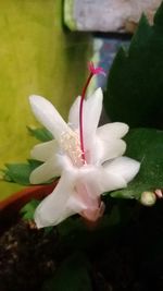 Close-up of flower blooming outdoors