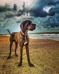 Scenic view of beach against cloudy sky