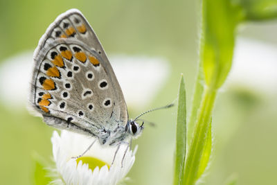 Close-up of butterfly pollinating flower