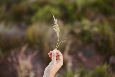 Cropped hand of person holding plants