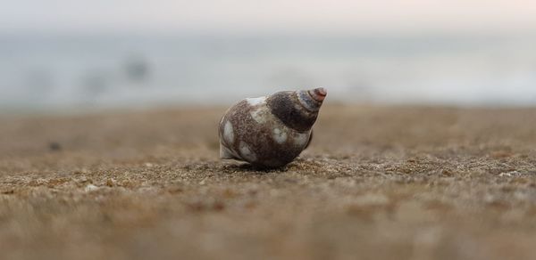 Close-up of shell on sand