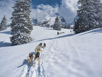 View of sleddogs on snow covered landscape