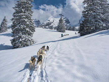 View of dog on snow covered landscape