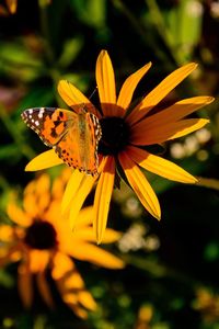 Butterfly on flower