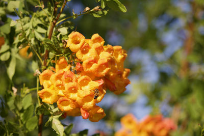 Close-up of orange flowering plant