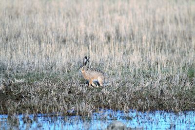 Side view of a hare on a grass field.