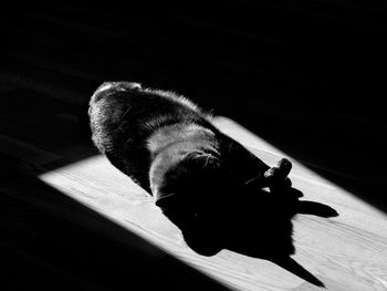 Close-up of cat on floor