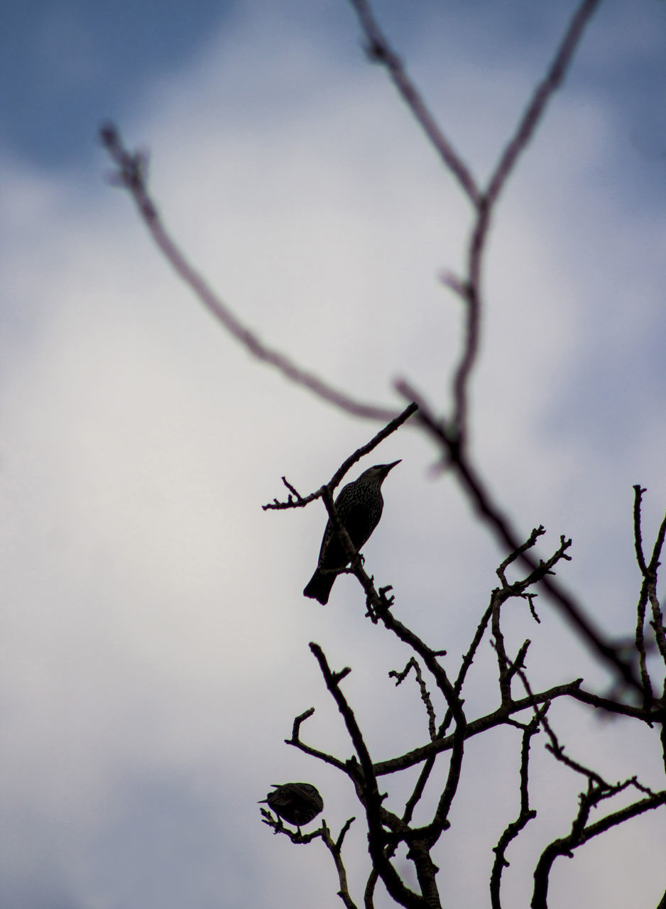 LOW ANGLE VIEW OF SILHOUETTE BIRD PERCHING ON TREE