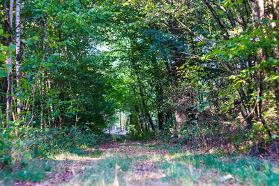 Trees in forest