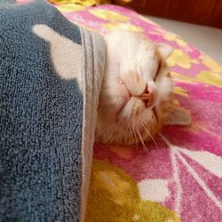 Close-up of cat sleeping