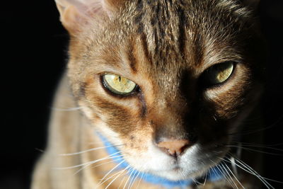 Close-up portrait of a cat