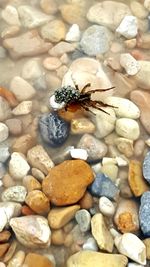 Close-up of dragonfly on rock