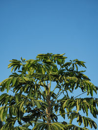 Low angle view of plant against clear blue sky