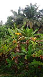 Close-up of coconut palm tree against sky