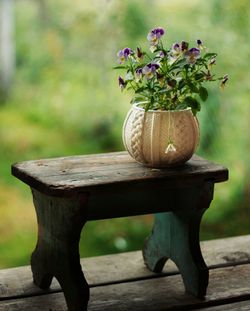 Close-up of potted plant on table