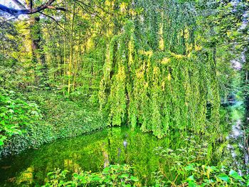 Plants growing on land in forest