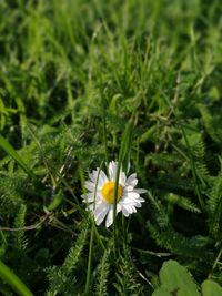 Close-up of white flowering plant on field