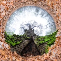 Close-up of tree trunk through hole in forest