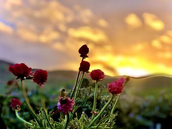 Close-up of flowering plant on field against sky