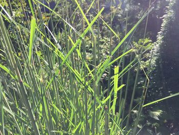 Close-up of grass growing on tree