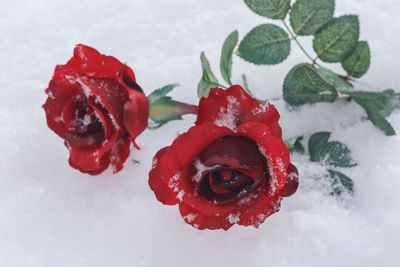Close-up of red rose on snow