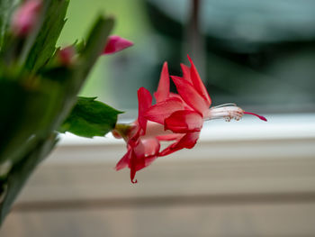 Close-up of red christmas cacti 