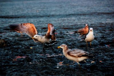 Ducks in lake