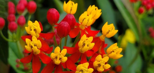 Close-up of yellow flowering plants