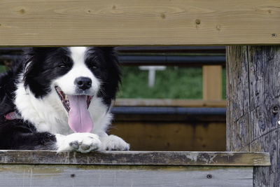 Close-up of border collie dog panting