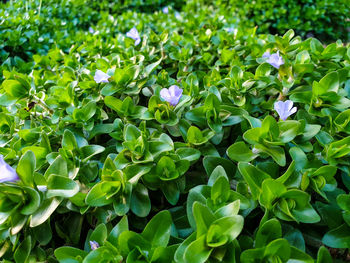 High angle view of purple flowering plants on field