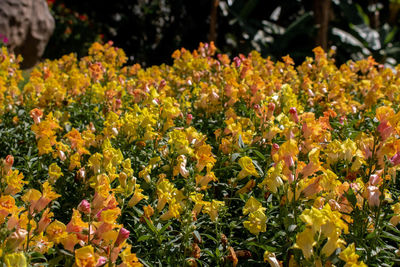 Close-up of yellow flowering plants on field