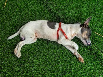 Puppy sleeping on the floor of a wonderful villa in hoi an vietnam. 